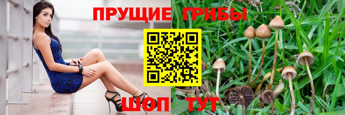 Псилоцибиновые грибы Cubensis Бугуруслан